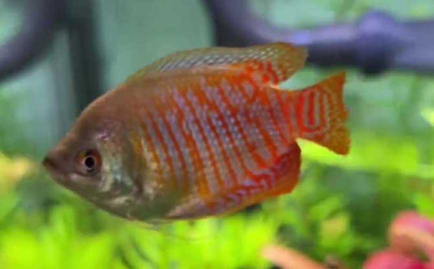 鱼缸