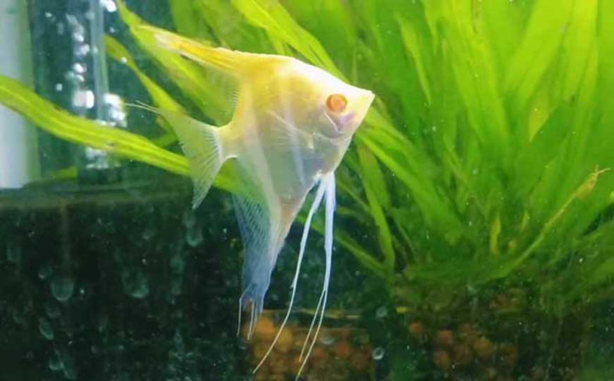 鱼缸