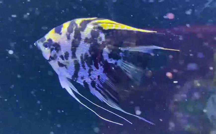 鱼缸