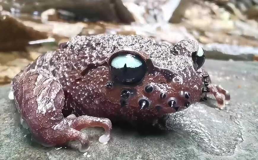 哀牢髭蟾
