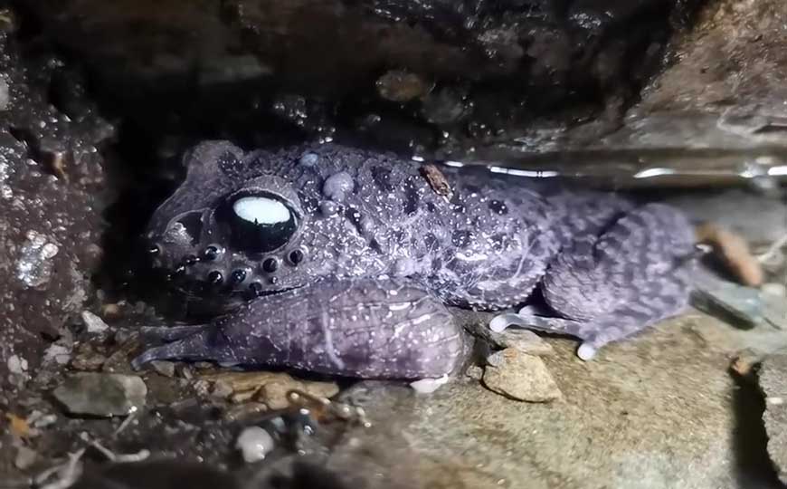 哀牢髭蟾