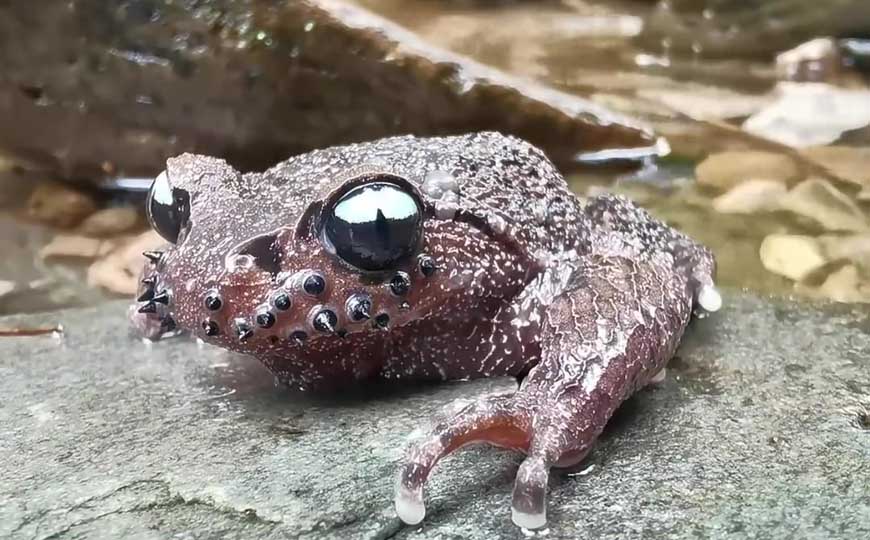 胡子蛙