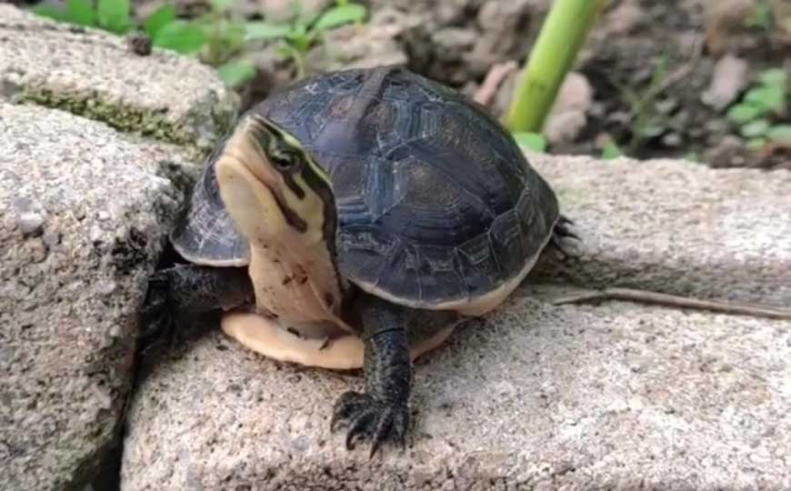 马来闭壳龟