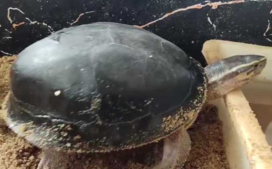 马来闭壳龟