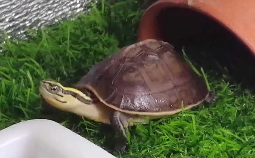 安布闭壳龟
