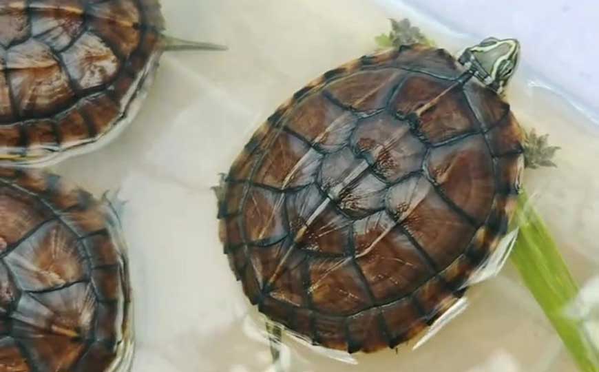 越南拟水龟