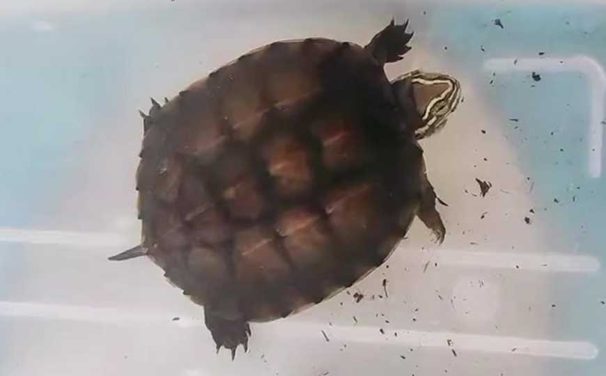 越南拟水龟