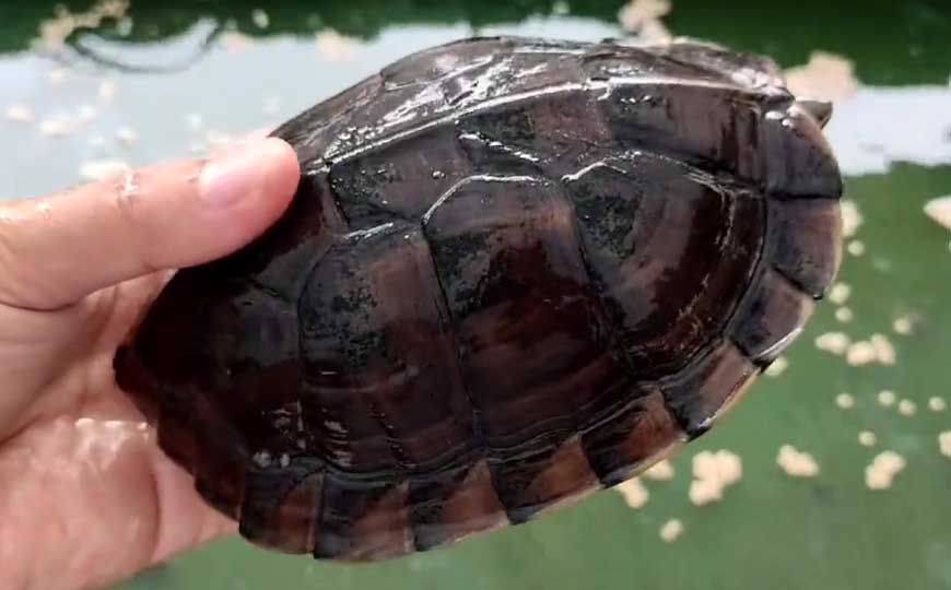 越南拟水龟