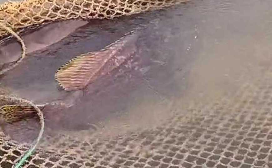 龙趸鱼