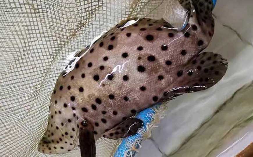 石斑鱼