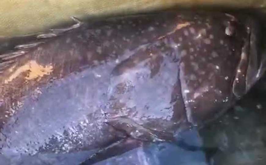龙胆石斑鱼