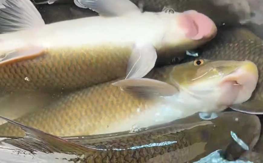 暗色唇鲮