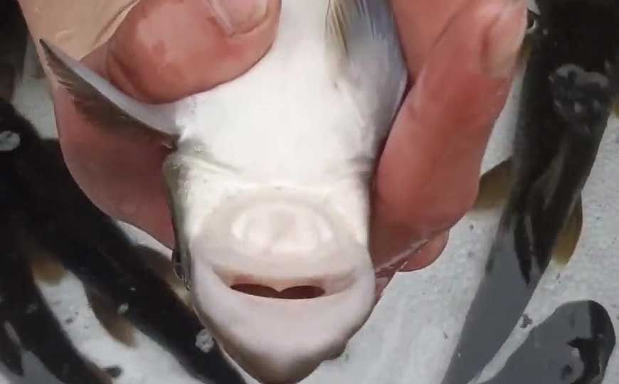 暗色唇鱼