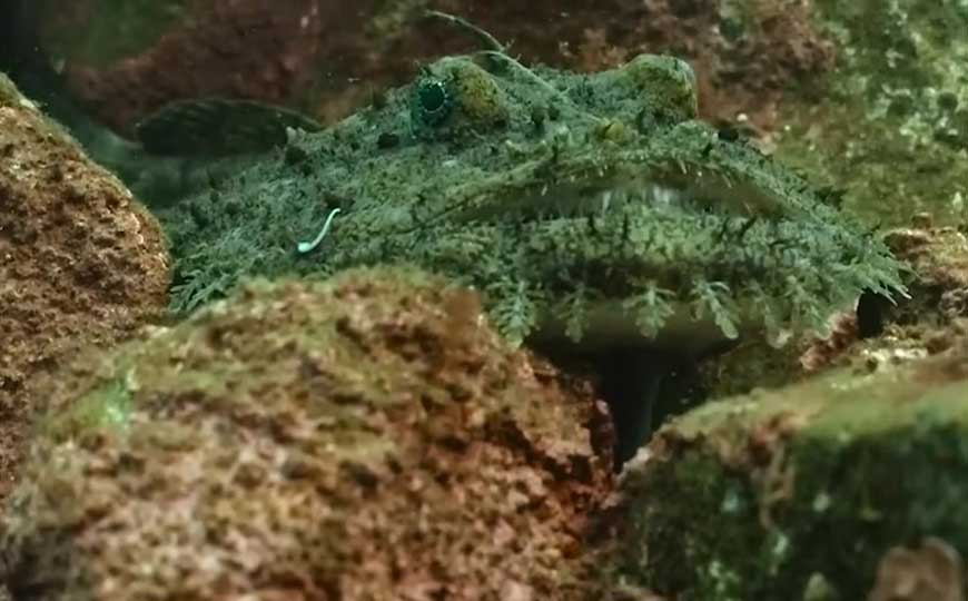富贵鱼