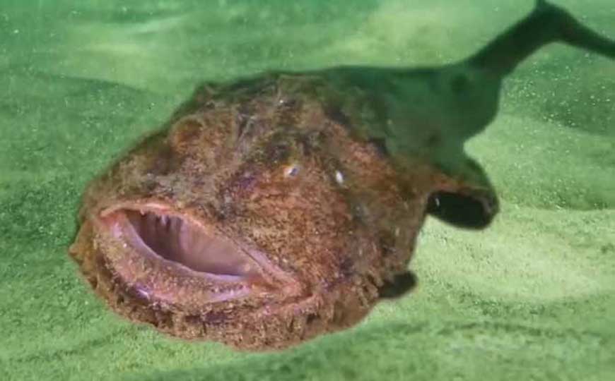 琵琶鱼