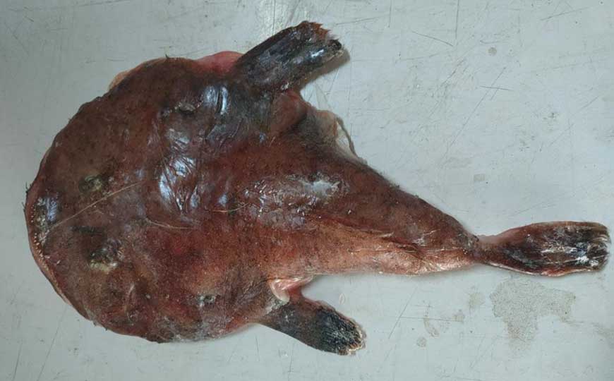 先生鱼