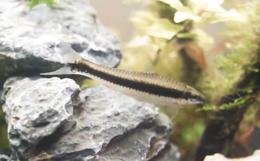黑线飞狐