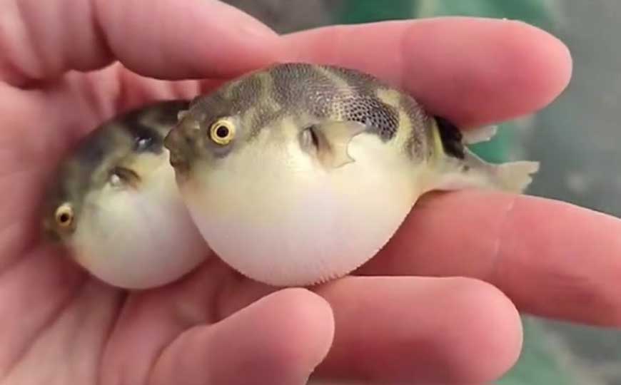 暗纹东方鲀