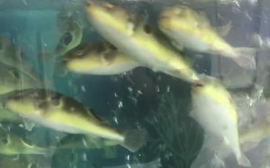 巴鱼