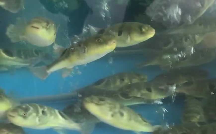 巴鱼