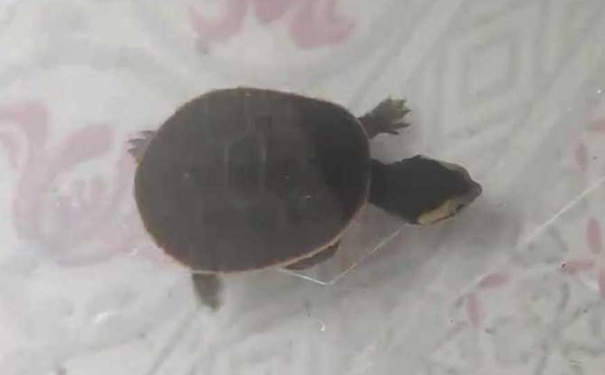 圆澳龟