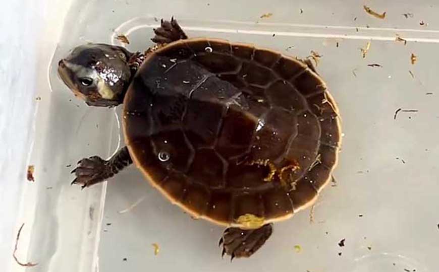 圆澳龟