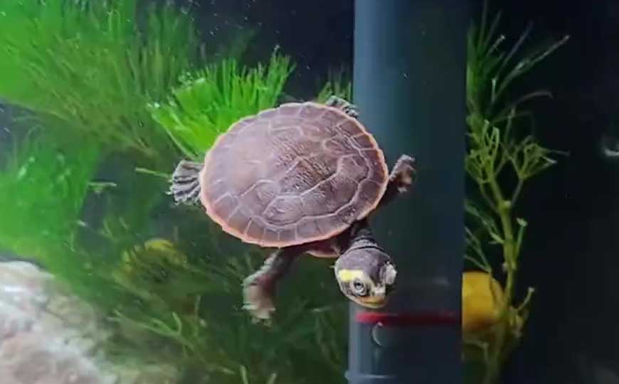 圆澳龟