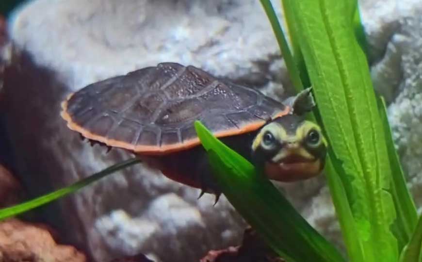 圆澳龟
