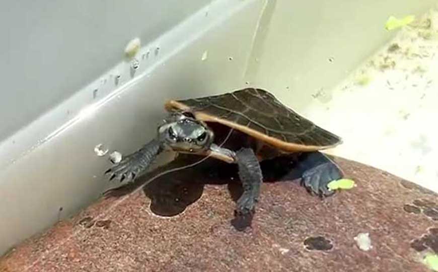 圆澳龟