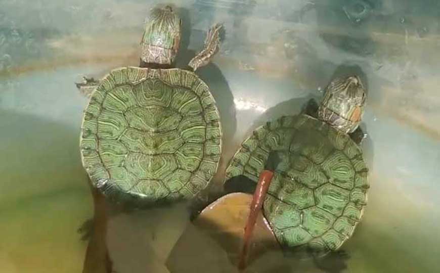 巴西红耳龟