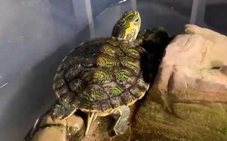 巴西龟