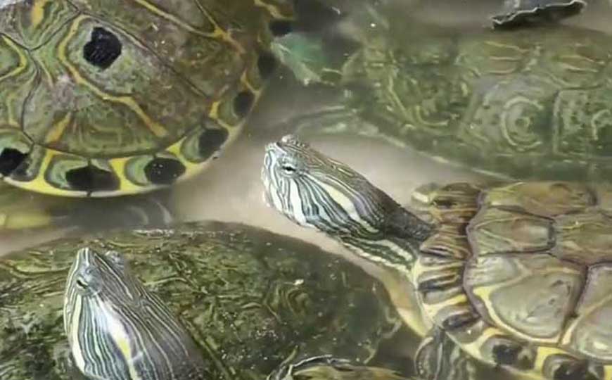 巴西龟