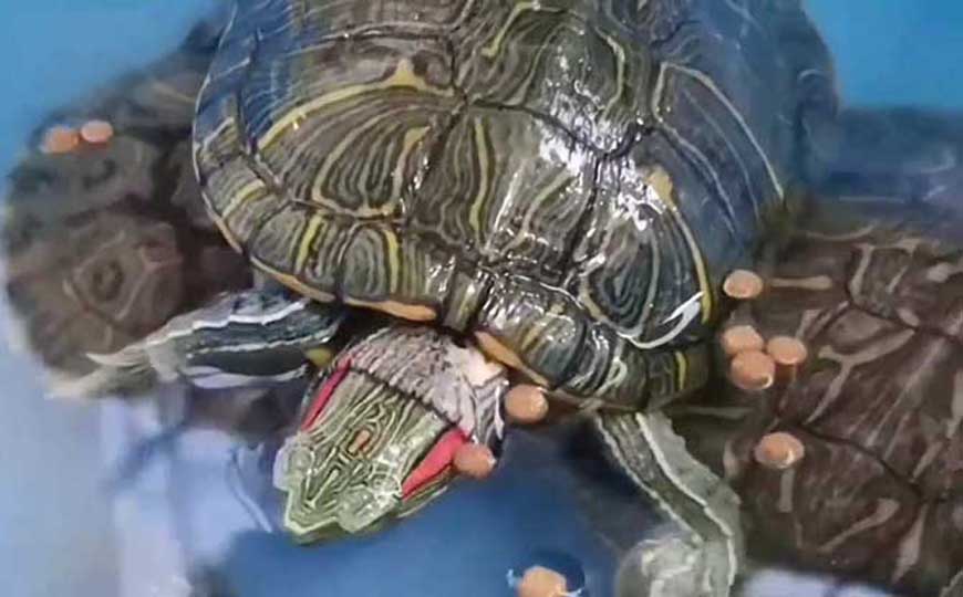 巴西龟