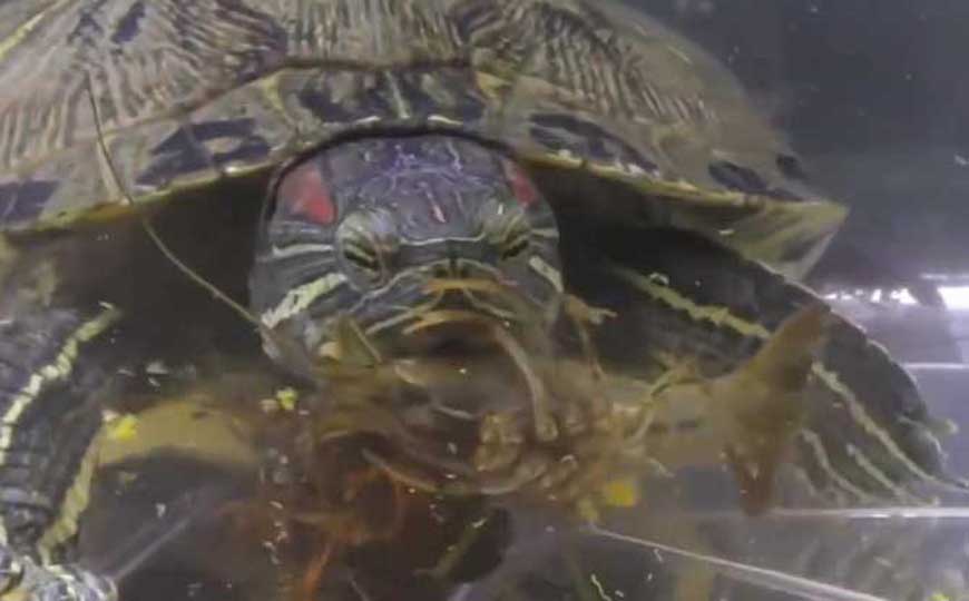 巴西龟