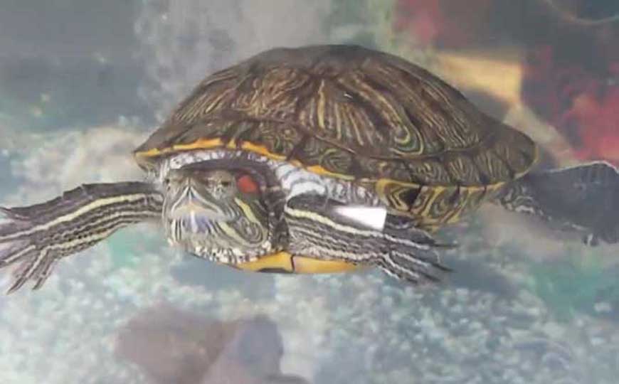 巴西龟