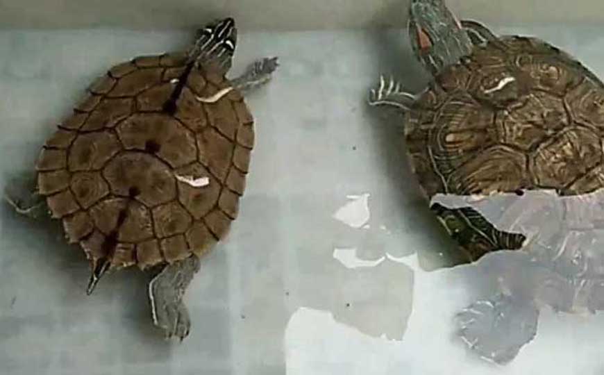巴西龟