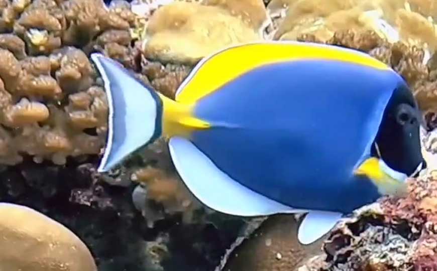 白胸刺尾鱼(粉蓝吊、粉蓝倒吊)
