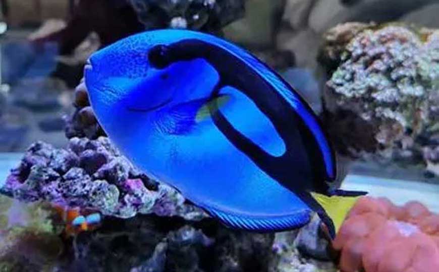 白胸刺尾鱼