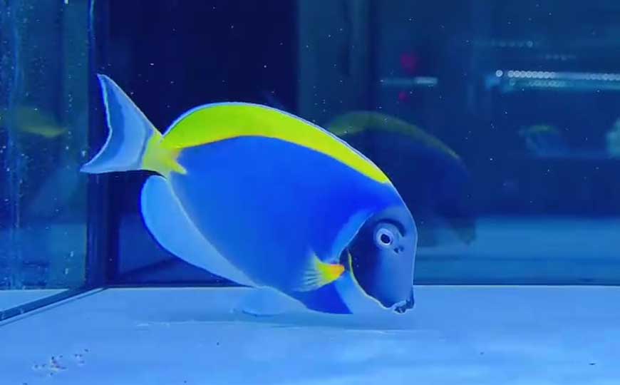 粉蓝吊