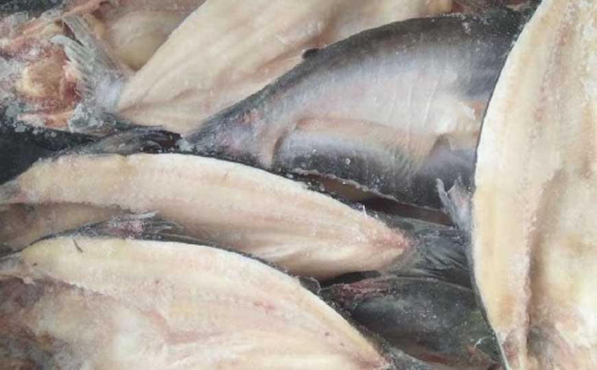 巴沙鱼