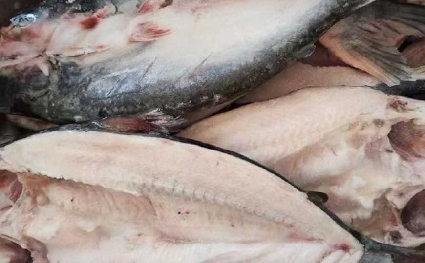 巴沙鱼
