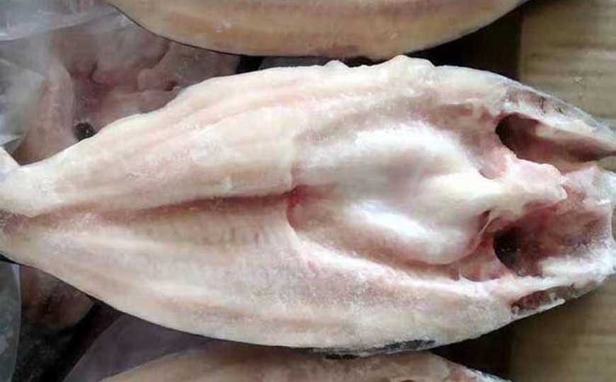 巴沙鱼