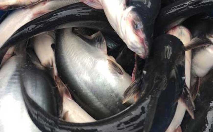 巴沙鱼