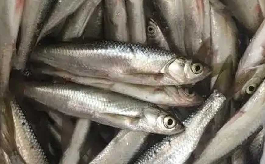 䱗