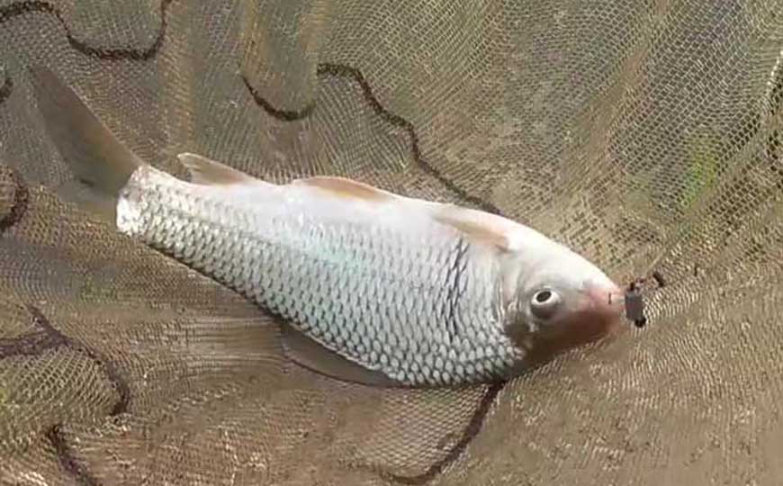 鲮鱼