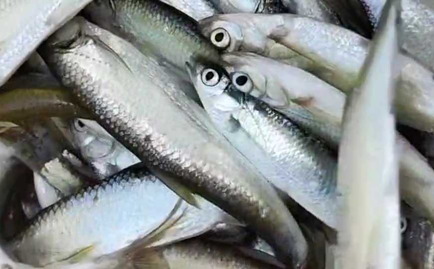 白条鱼