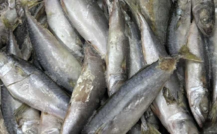 马鲛鱼