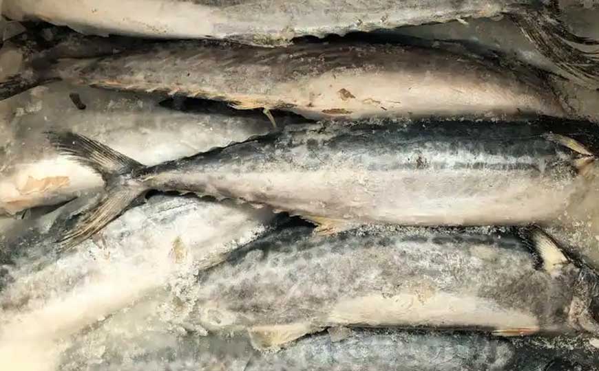 鲅鱼