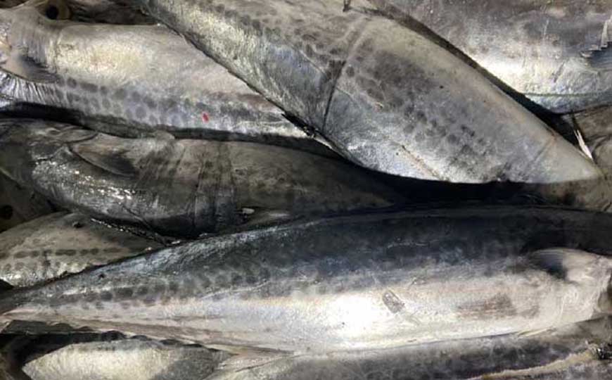 鲅鱼