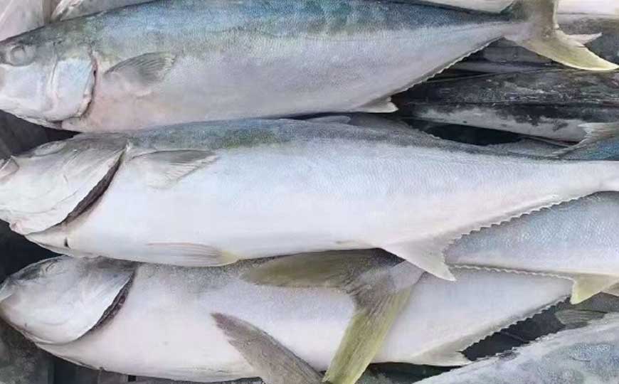 鲅鱼